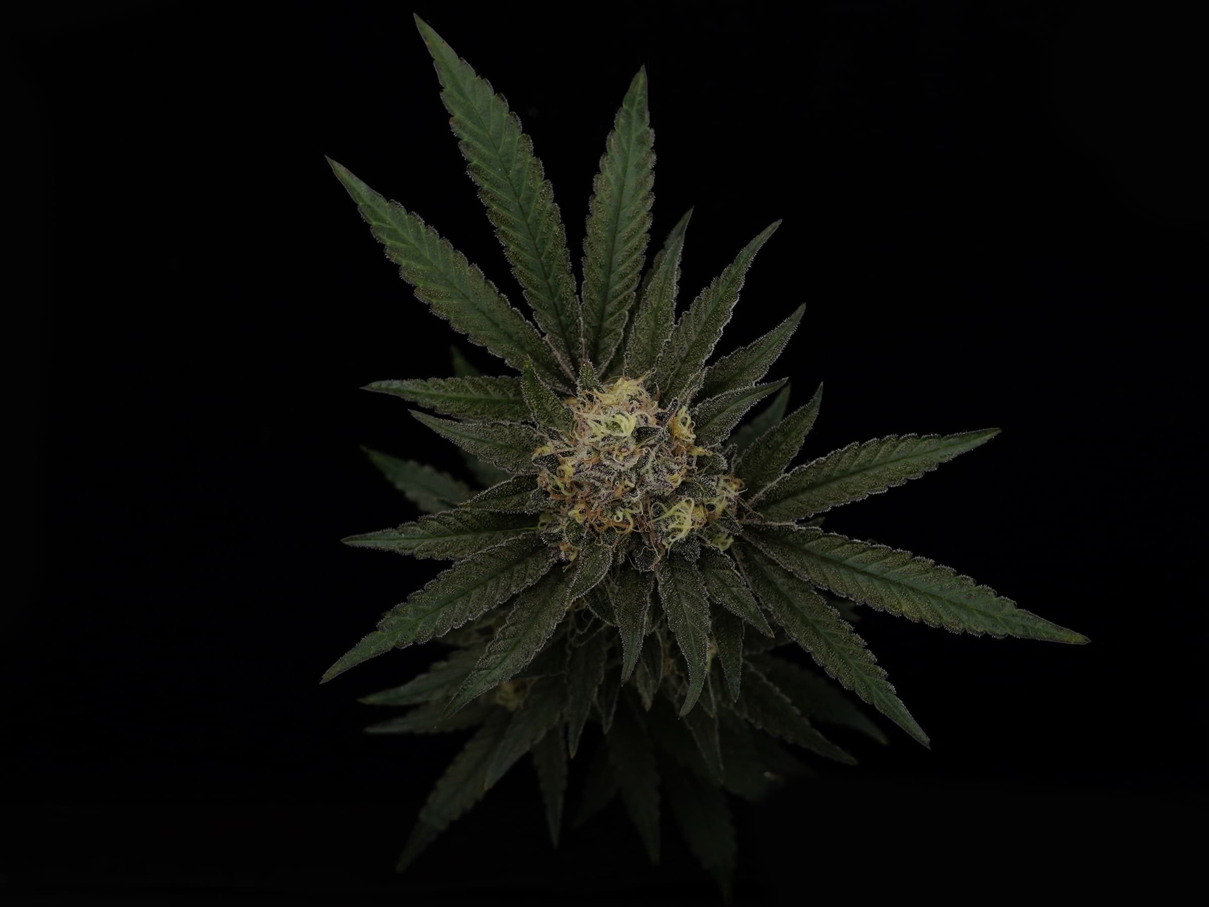 Close-up of Perduco Group cannabis flower